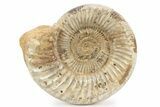 Jurassic Ammonite (Kranosphinctes) - Madagascar #241640-1